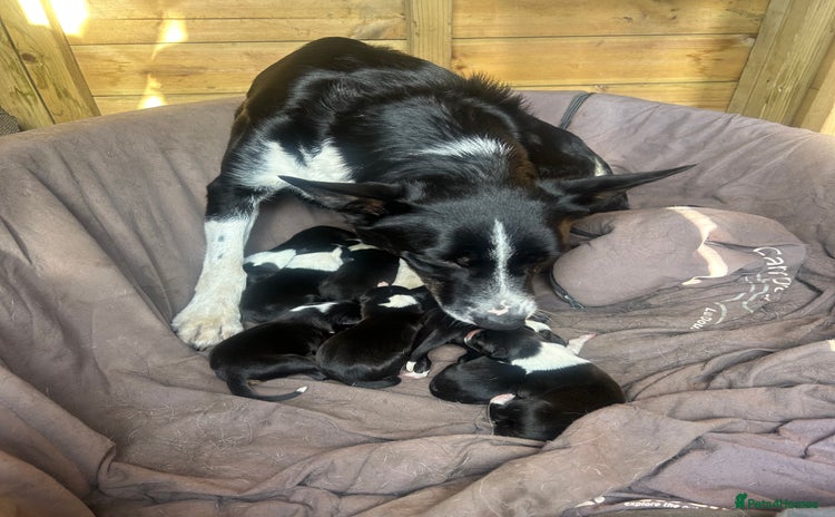 Border Collie dogs - Advert 2