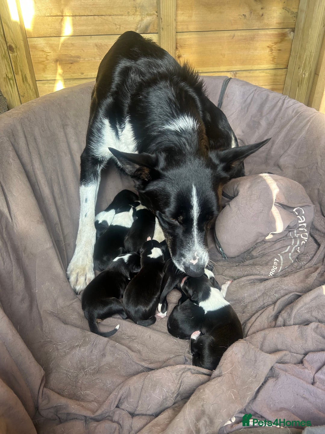 Border Collie dogs for sale: Working Border Collies - Image 12