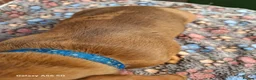 Miniature Dachshund dogs for sale: Gorgeous  dapple miniature dachshund boy  - Advert 4