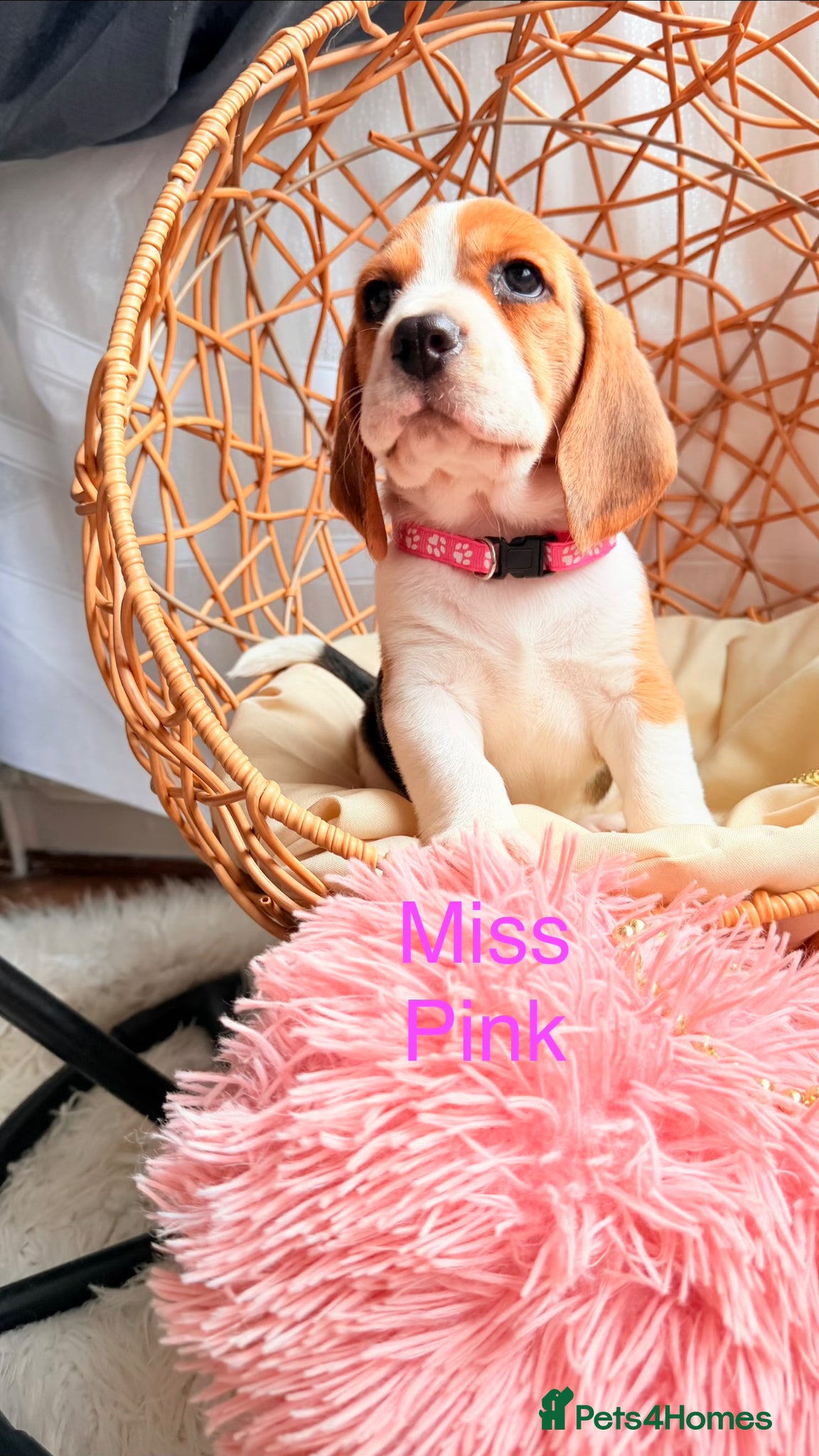 Beagle dogs for sale: 💞BEAUTIFUL BEAGLE PUPPIES 💞 - Advert 13