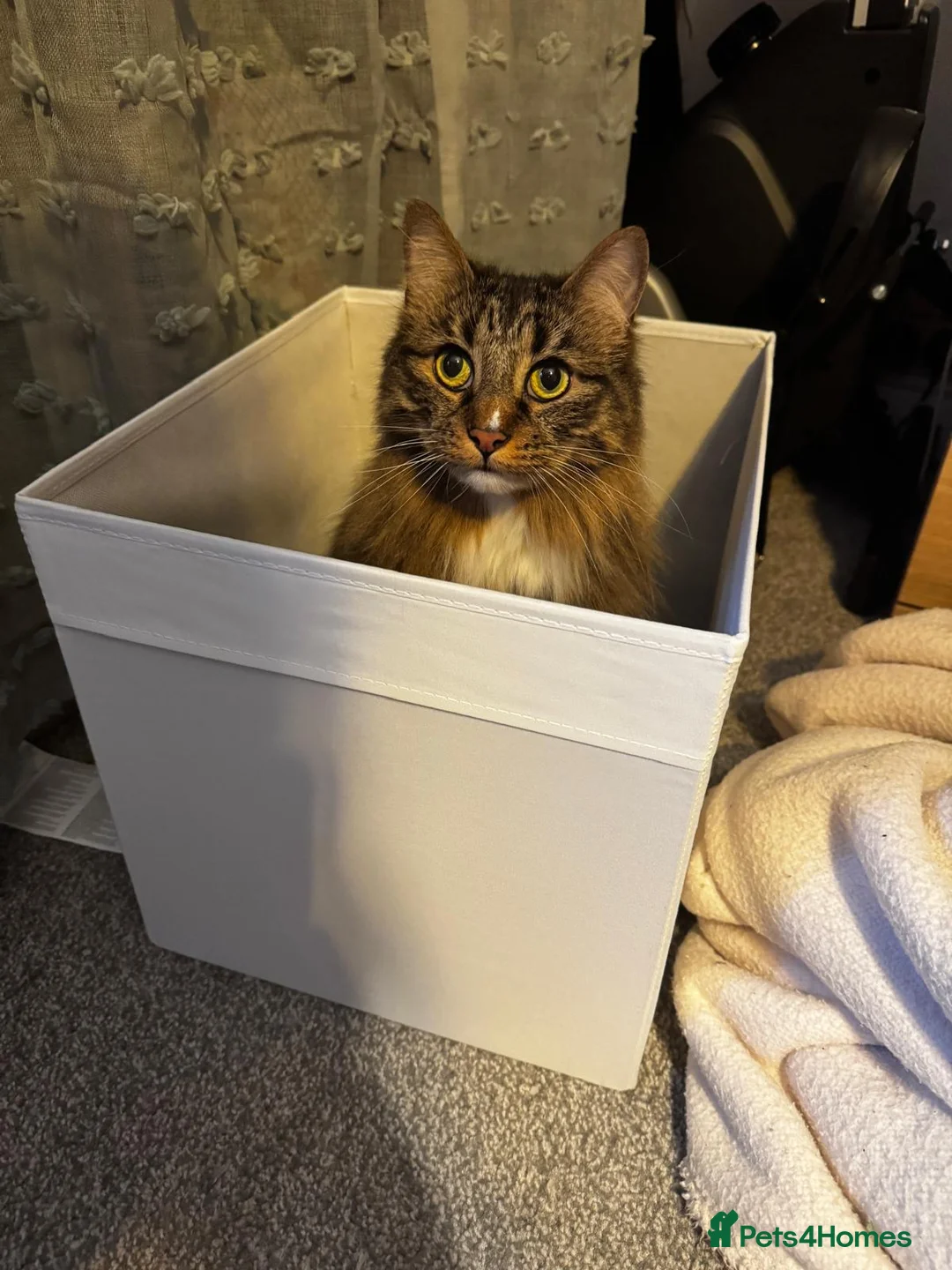 British Longhair cats for sale: Loving 6 year old male cat - Advert 4