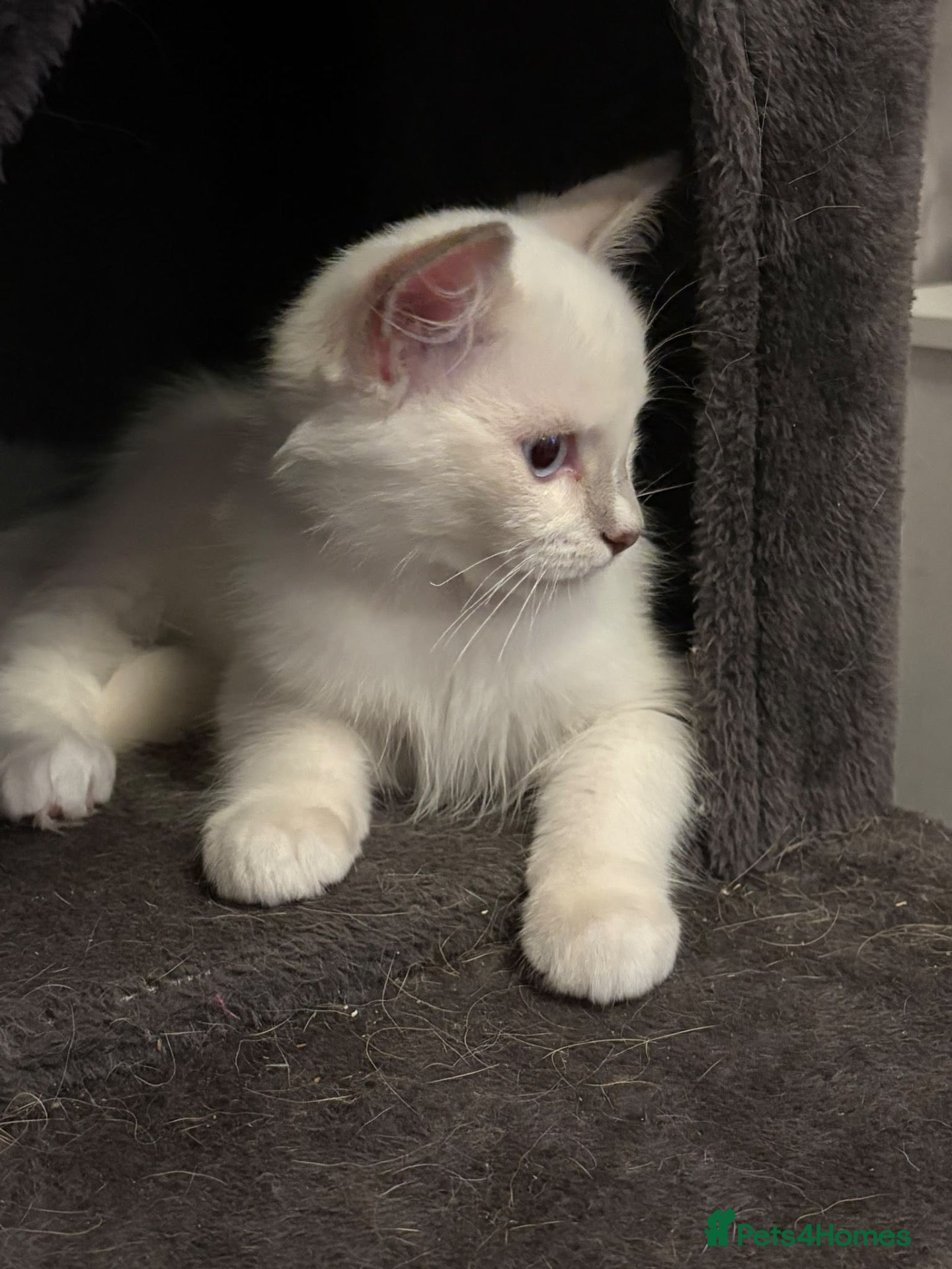 Ragdoll cats 1 Male Ragdoll kitten for sale  - Advert 10