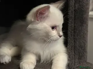 Ragdoll cats 1 Male Ragdoll kitten for sale - Advert 3