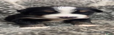 Bernese Mountain Dog 4