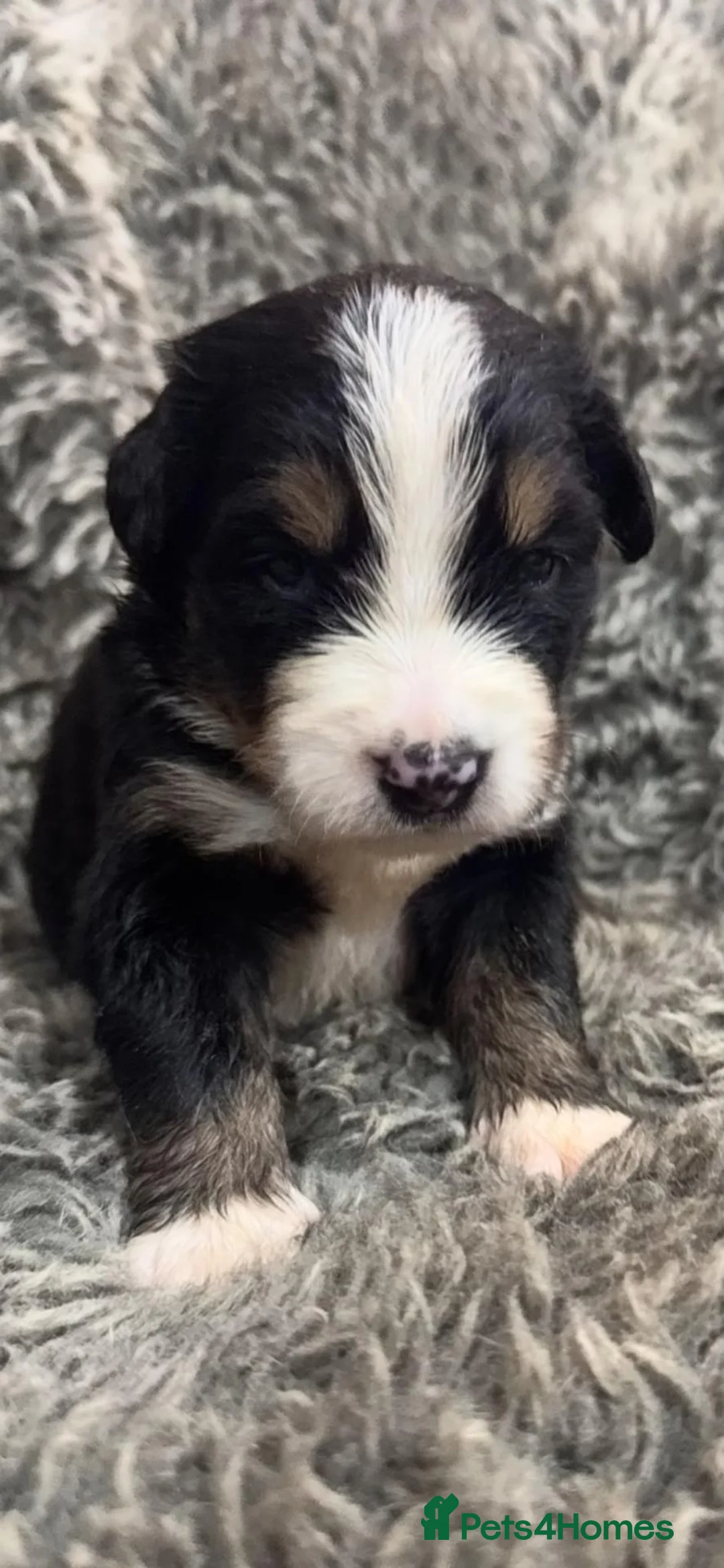 Bernese Mountain Dog dogs for sale: GORGEOUS BERNESE MOUNTAIN DOG PUPPIES AVAILABLE 🐾 - Advert 5