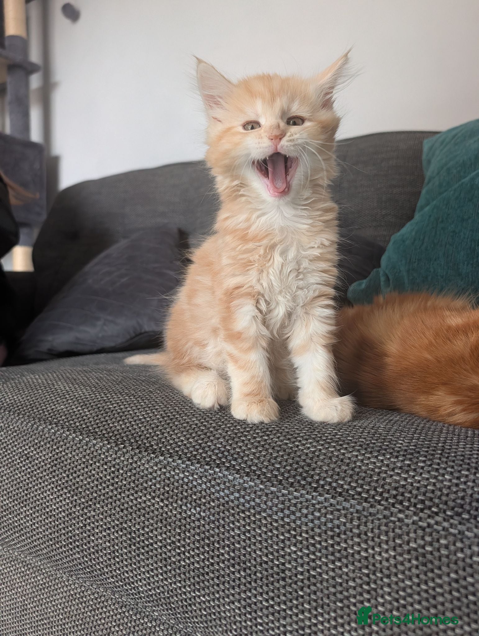 Maine Coon cats Maine Coon Kittens - Updated Photos  - Advert 17