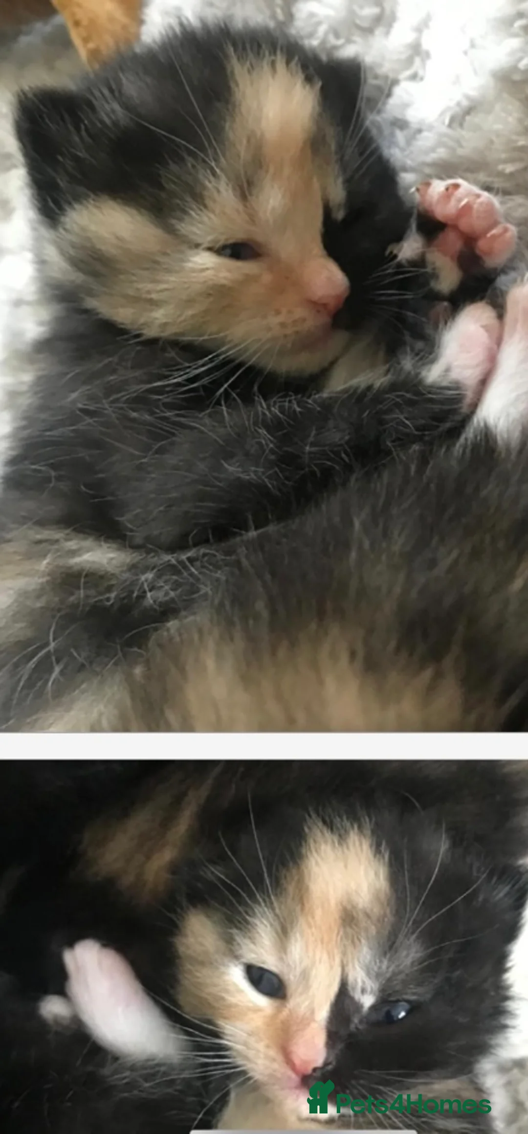 British Shorthair cats for sale: Adorable kittens girls and boys available  - Advert 20