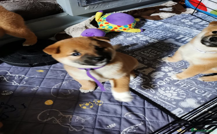 Japanese Shiba Inu dogs - Advert 3