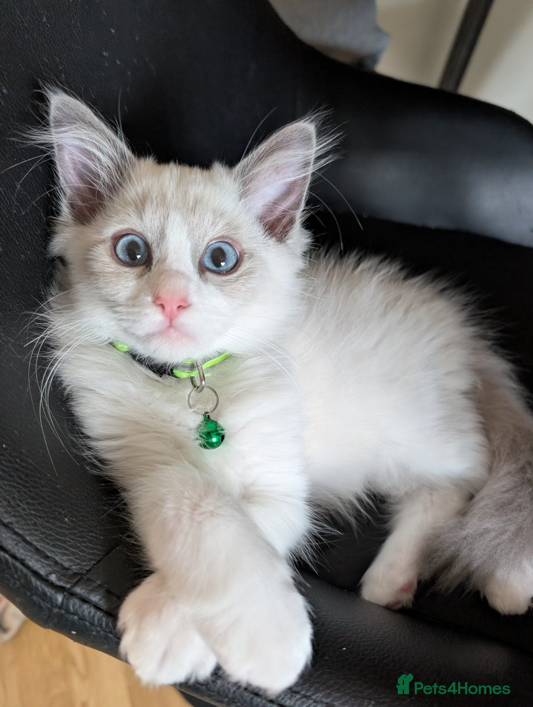 Ragdoll cats for sale: 🐾💎Male Kitten Available Now💎🐾 - Image 5