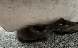 Mixed Breed cats for sale: Beautiful Kittens Looking for a Loving Home 🐾 - Image 10