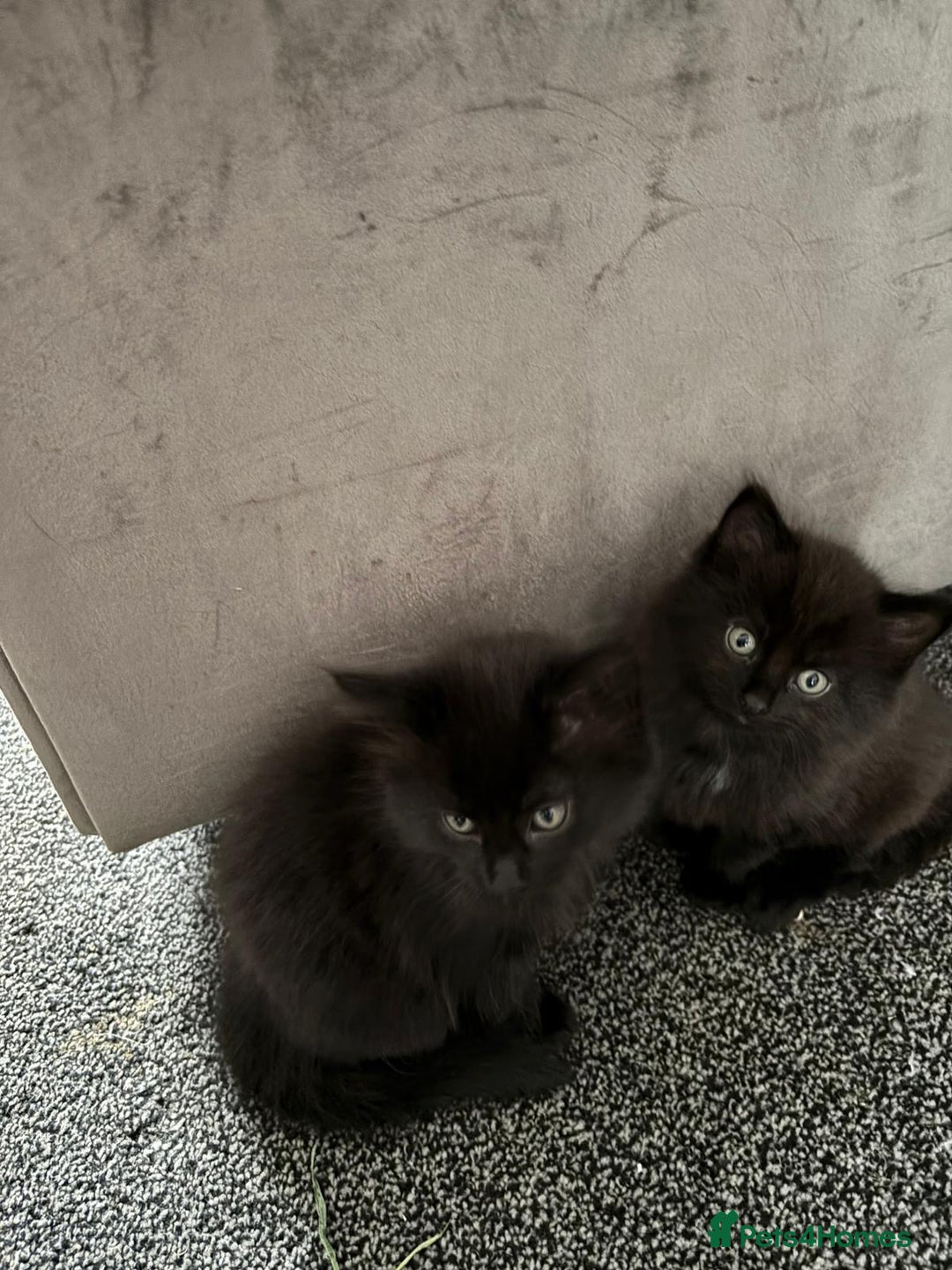 Mixed Breed cats for sale: Beautiful Kittens Looking for a Loving Home 🐾 - Image 10