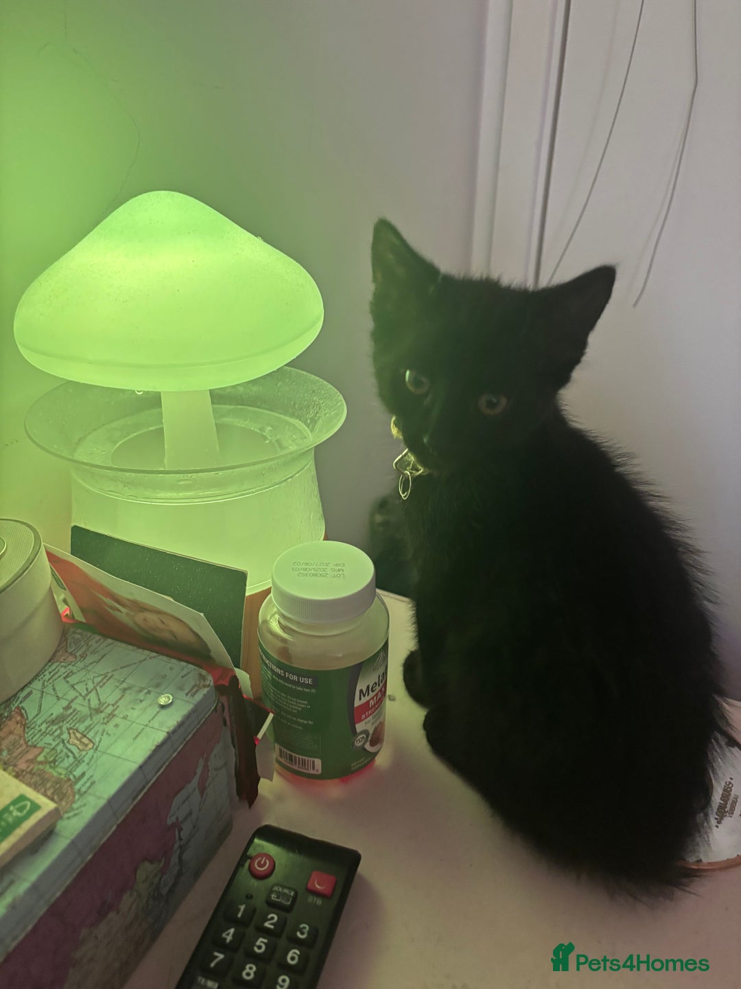 Mixed Breed cats for sale: Mixed breed Bengal kittens - Image 3