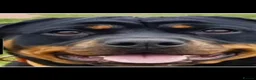Rottweiler dogs for sale: Adorable 4 year old Rottweiller girl - Advert 2
