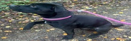 Patterdale Terrier dogs for adoption: Paddy the Patterdale wants a new forever home - Advert 1