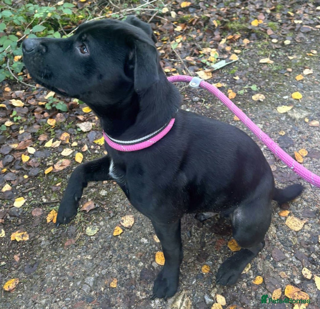 Patterdale Terrier dogs for adoption: Paddy the Patterdale wants a new forever home - Advert 1