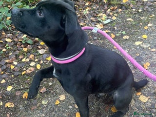 Patterdale Terrier dogs Paddy the Patterdale wants a new forever home - Advert 1