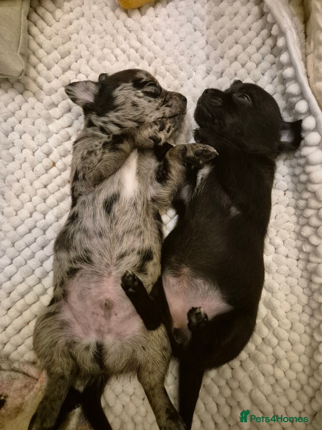 Chihuahua dogs for sale: 4 pure breed chihuahua, 2 merle  2 twins - Advert 8