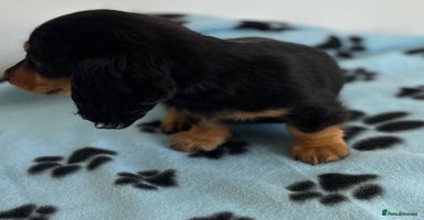 Dachshund dogs - Advert 1