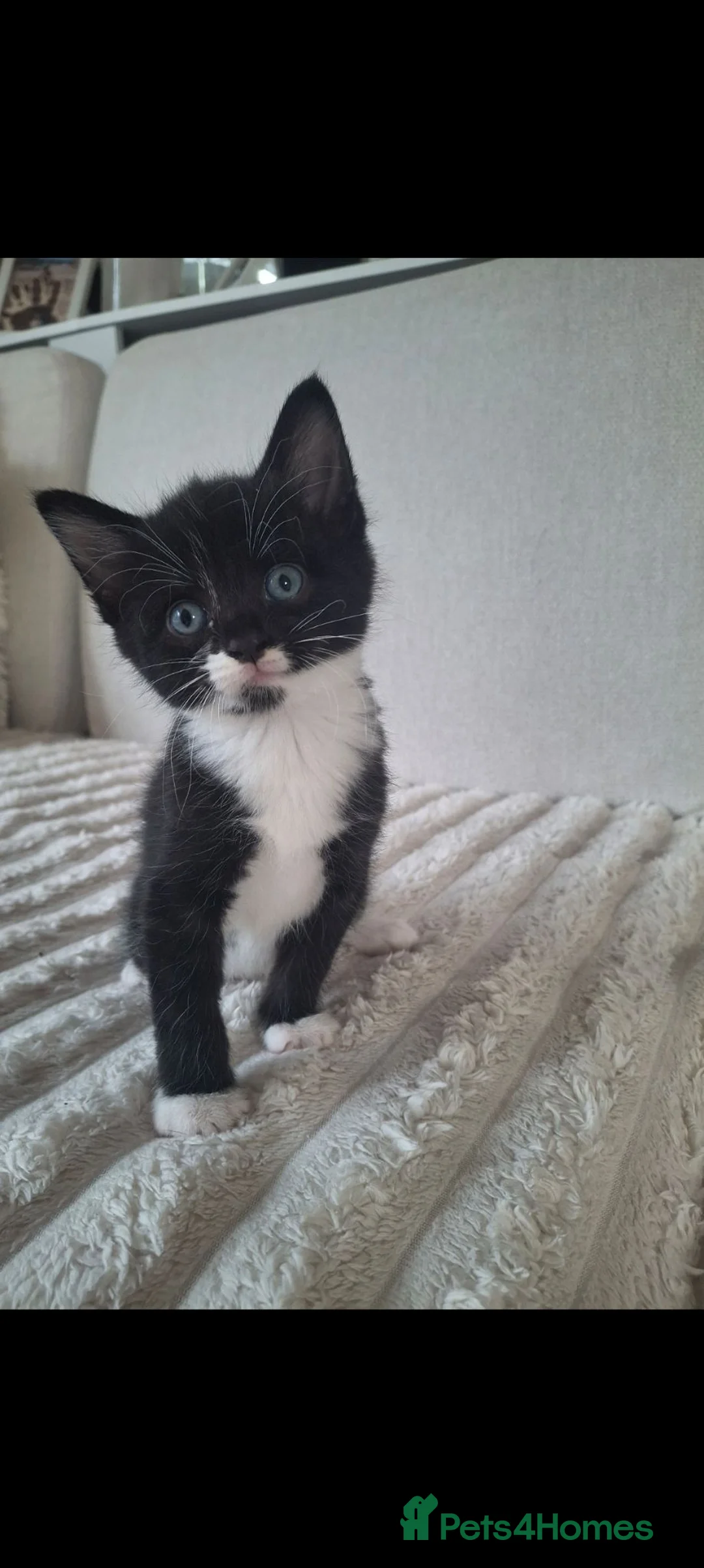 Mixed Breed cats for sale: Black and White Kittens for Sale  in Coventry - Advert 10