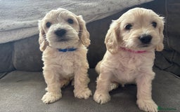 Cockapoo dogs for sale: Cockapoo puppies for sale- extensive DNA tested - Image 9