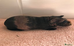 Guinea Pig rodents for sale: Super Skinny Pig Boars - Image 3