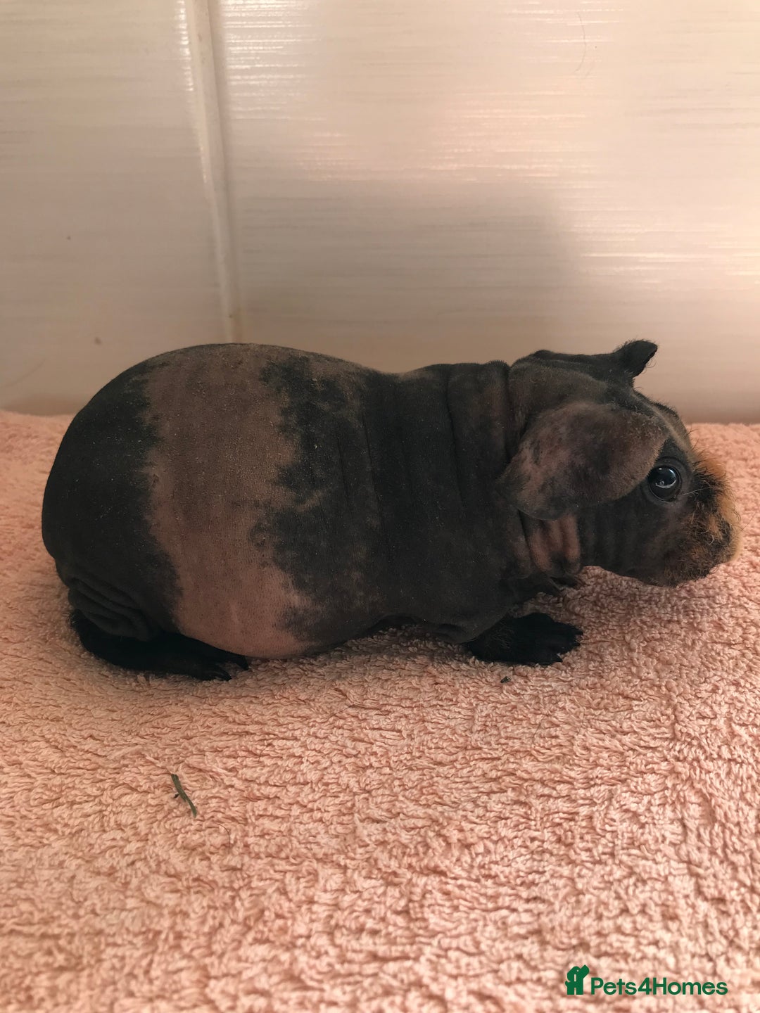 Guinea Pig rodents for sale: Super Skinny Pig Boars - Image 3