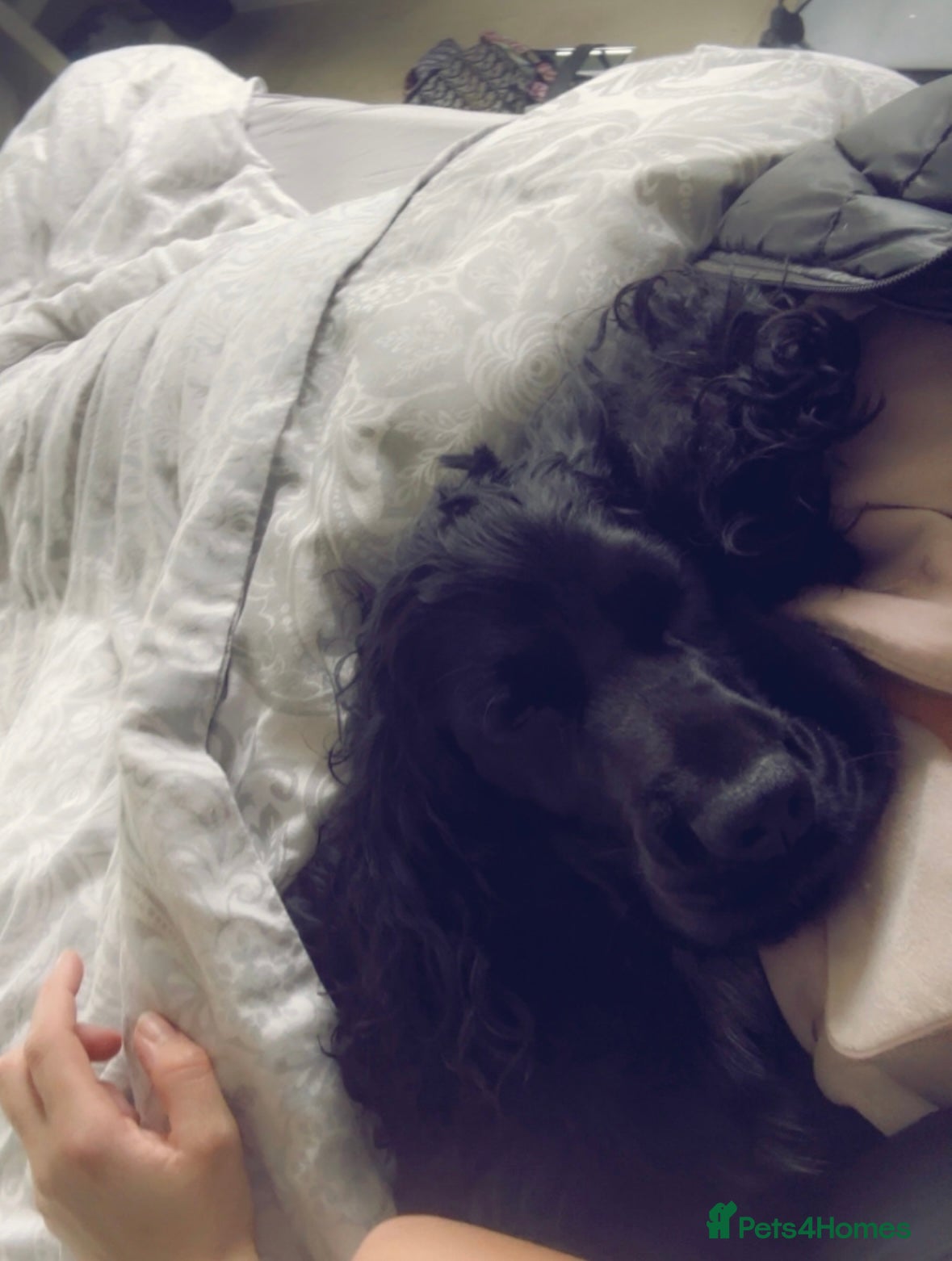 Cocker Spaniel dogs Black show cocker - Advert 18