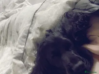 Cocker Spaniel dogs Black show cocker - Advert 18