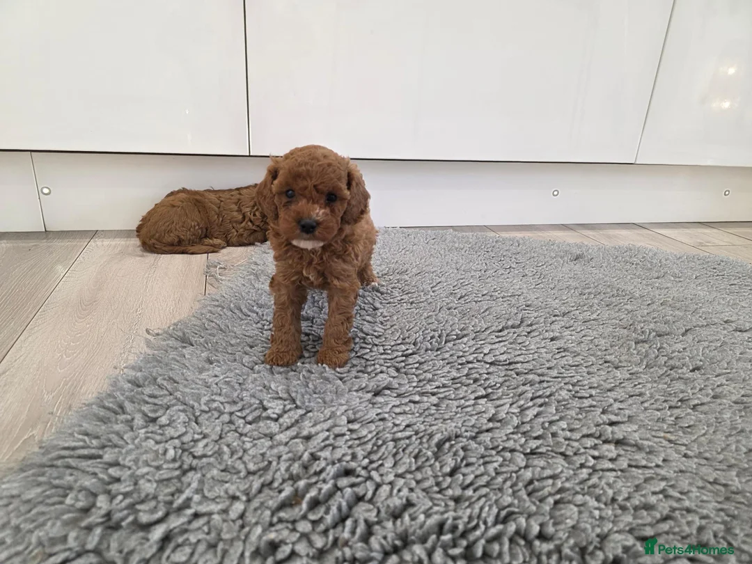 Cavapoo dogs for sale: Beautiful f1b cavapoo girls💗💗 - Advert 6