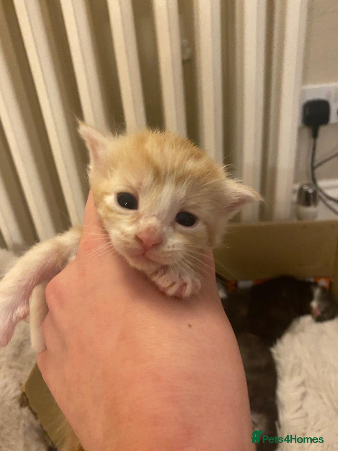 Maine Coon cats for sale: Maine Coon Cross kittens - Advert 7