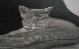 Mixed Breed cats for sale: 5 3/4 persian kittens ready now - Image 4