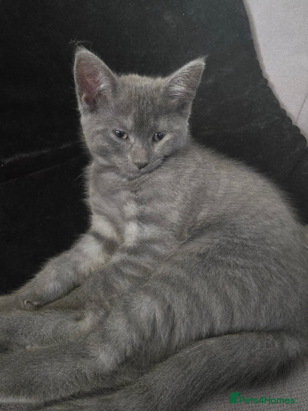 Mixed Breed cats for sale: 5 3/4 persian kittens ready now - Image 4