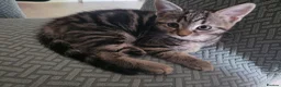 Mixed Breed cats for sale: 5 playful kittens for sale - Advert 20