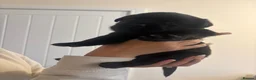 Mixed Breed dogs for sale: Labrotties  in Bristol - Advert 4