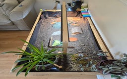Tortoise reptiles for sale: Hermann’s Tortoise – 20 Months Old - Image 1