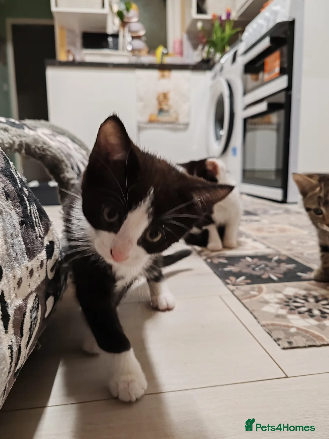 Mixed Breed cats for sale: Loving kittens are looking for a new home - Advert 5