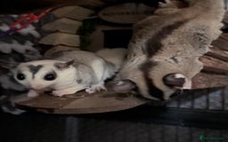Sugar Glider rodents for sale: Two Female Sugar Gliders with Full Setup - Image 7