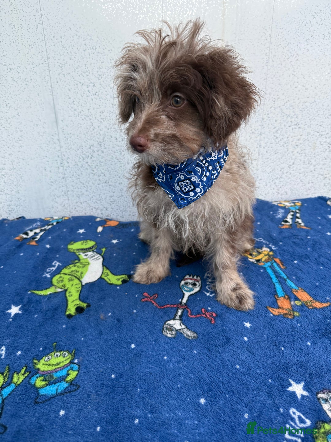 Pomapoo dogs for sale: Two gorgeous Pomapoo puppies available  - Image 3