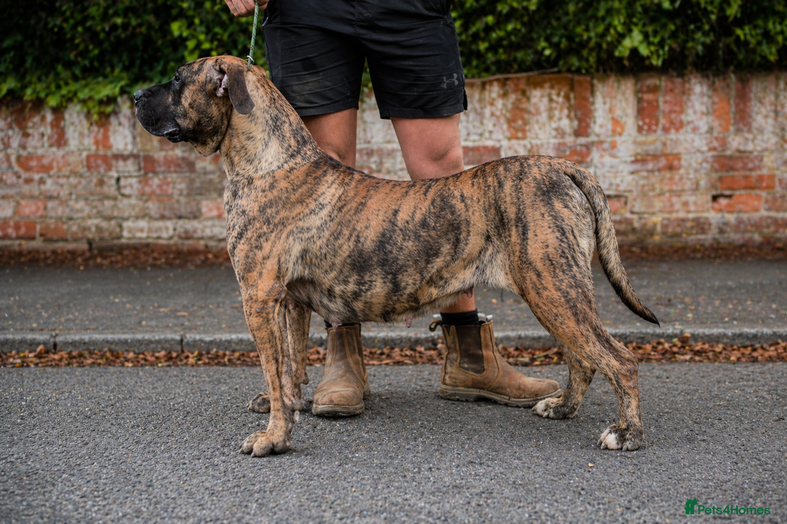 Presa Canario dogs for sale: Presa Canario puppies champion bloodlines - Advert 18
