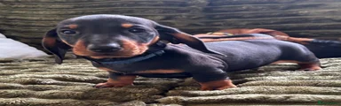 Dachshund 4