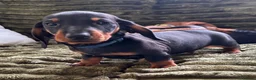 Dachshund dogs for sale: CHAMPION LINES - STANDARD KC SMOOTH DACHSHUNDS  - Advert 8