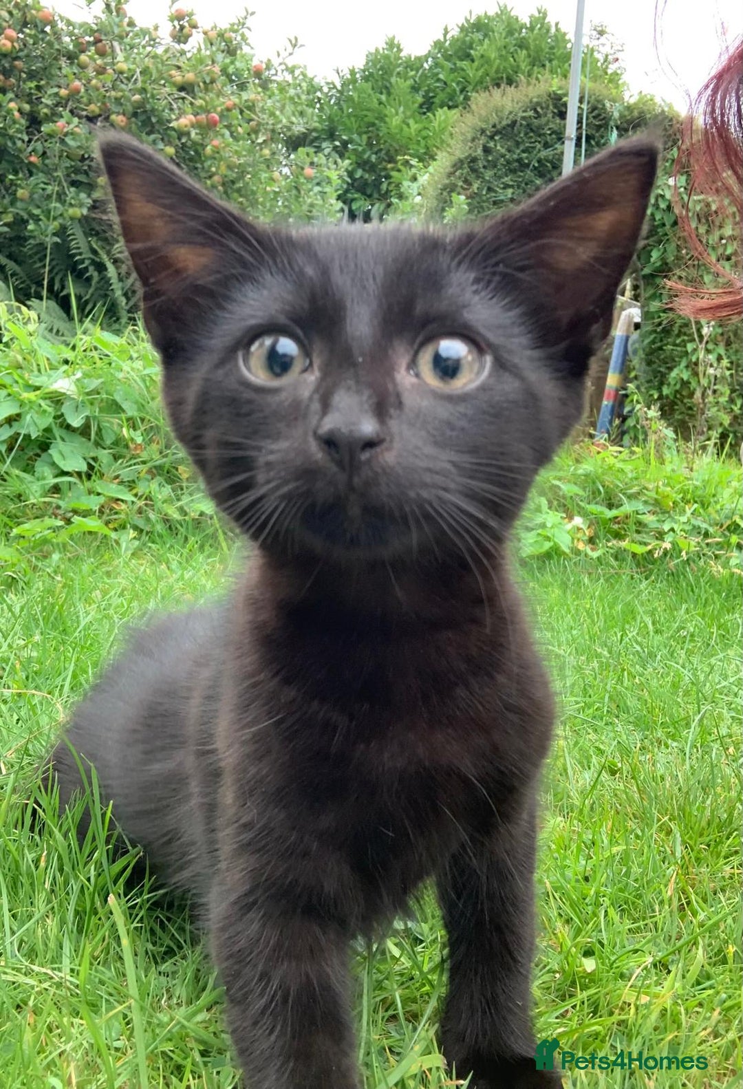 Mixed Breed cats for sale: Beautiful kittens ready now - Image 3