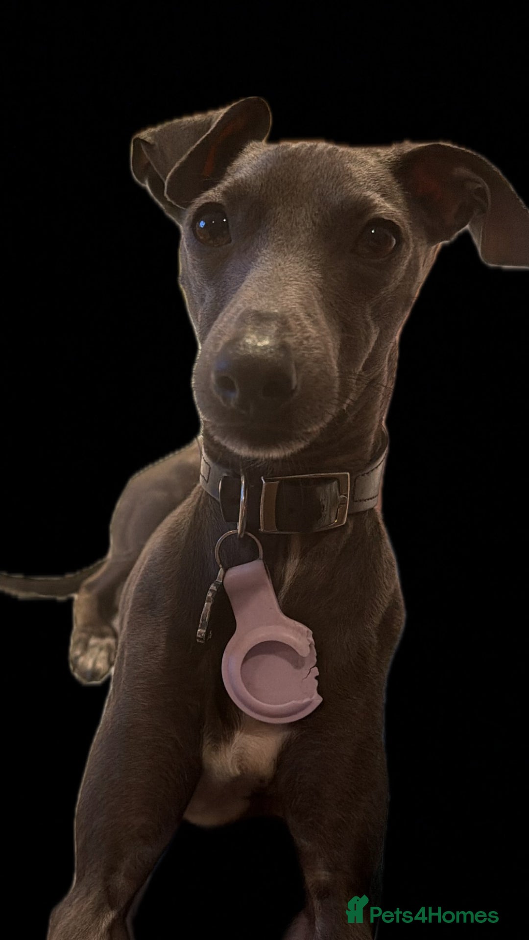 Italian Greyhound dogs for stud: Blue Italian Greyhound Available for Stud - KC Reg - Advert 5