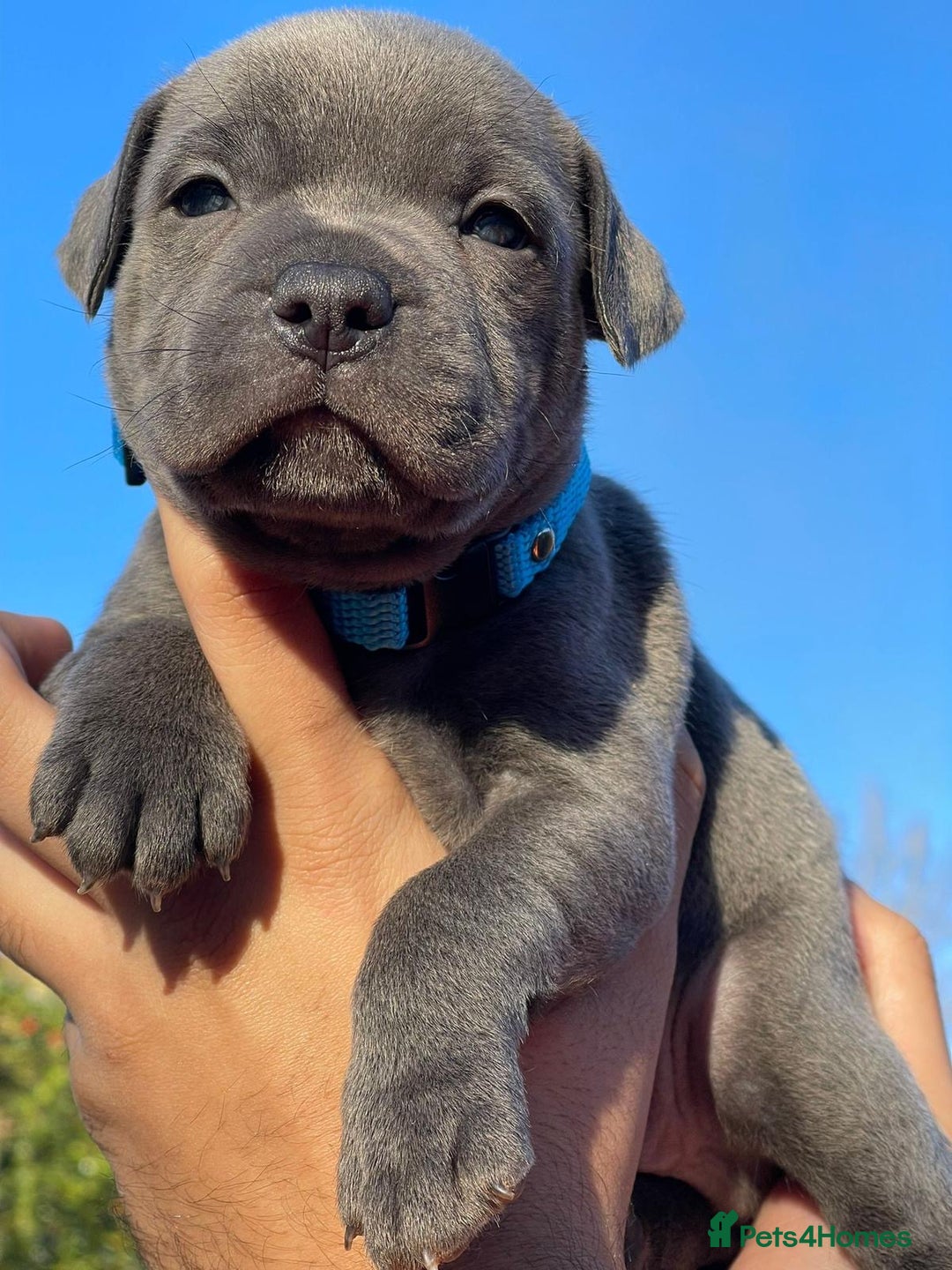 Staffordshire Bull Terrier dogs for sale: SIMPLY STUNNING COI 5.4% - Advert 10