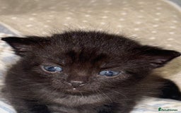 Domestic Shorthair cats for sale: Our babies looking for their forever lovely home - Image 19