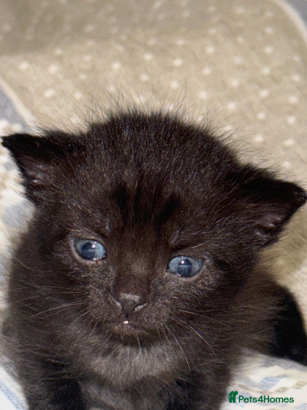 Domestic Shorthair cats for sale: Our babies looking for their forever lovely home - Image 19