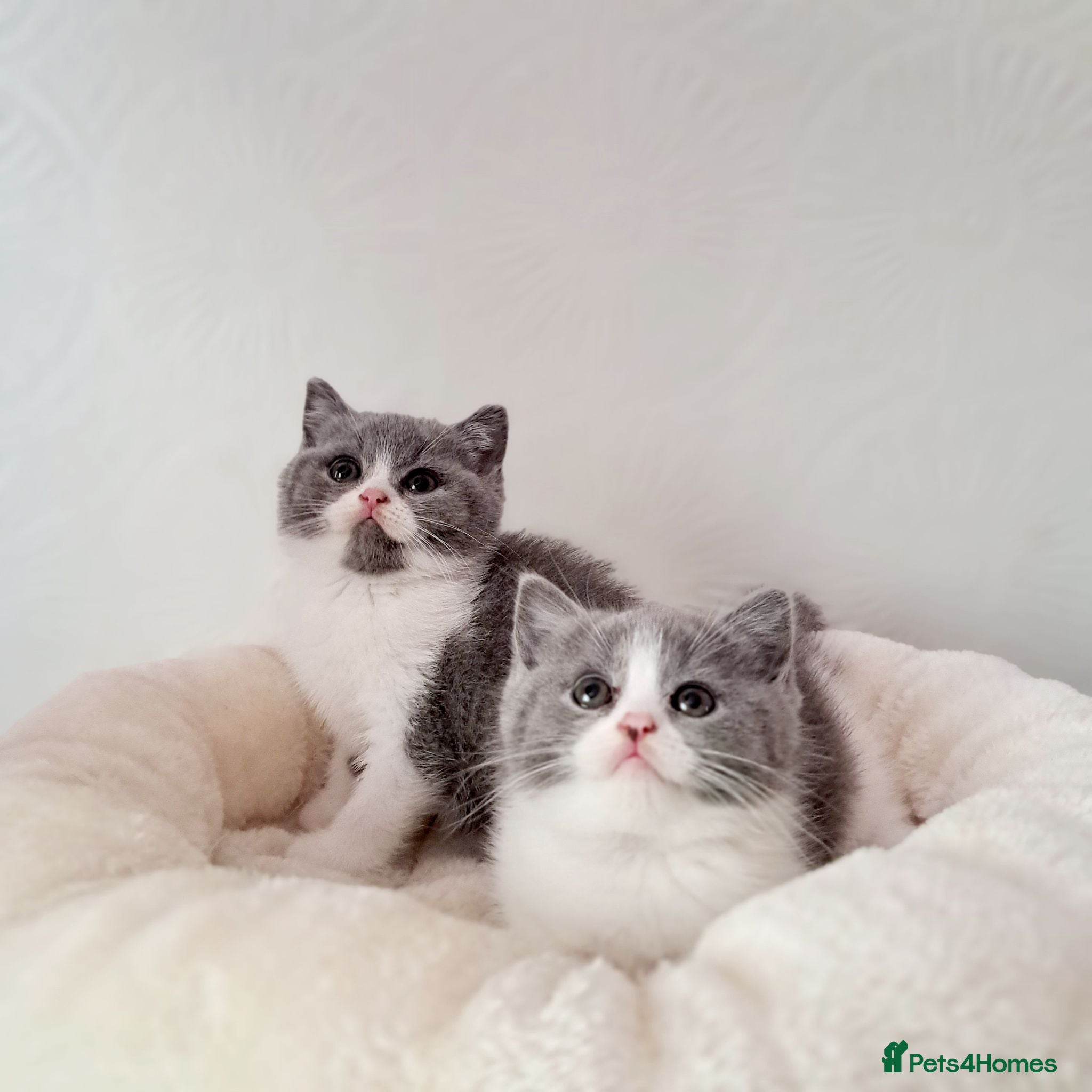 British Shorthair cats British Shorthair Males & Females - Advert 2
