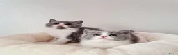 British Shorthair cats for sale: British Shorthair Males & Females in Leicester - Advert 2