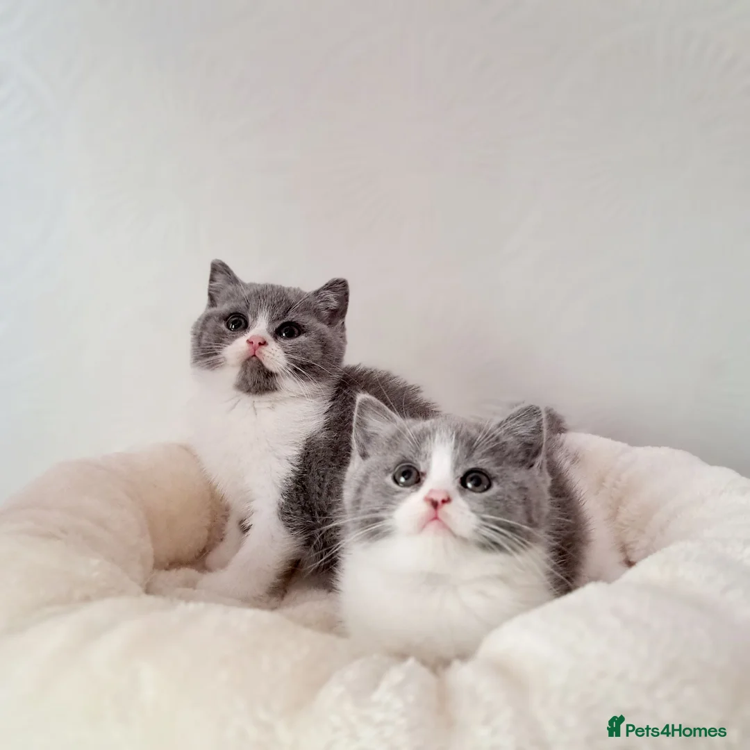 British Shorthair cats for sale: British Shorthair Males & Females in Leicester - Advert 2