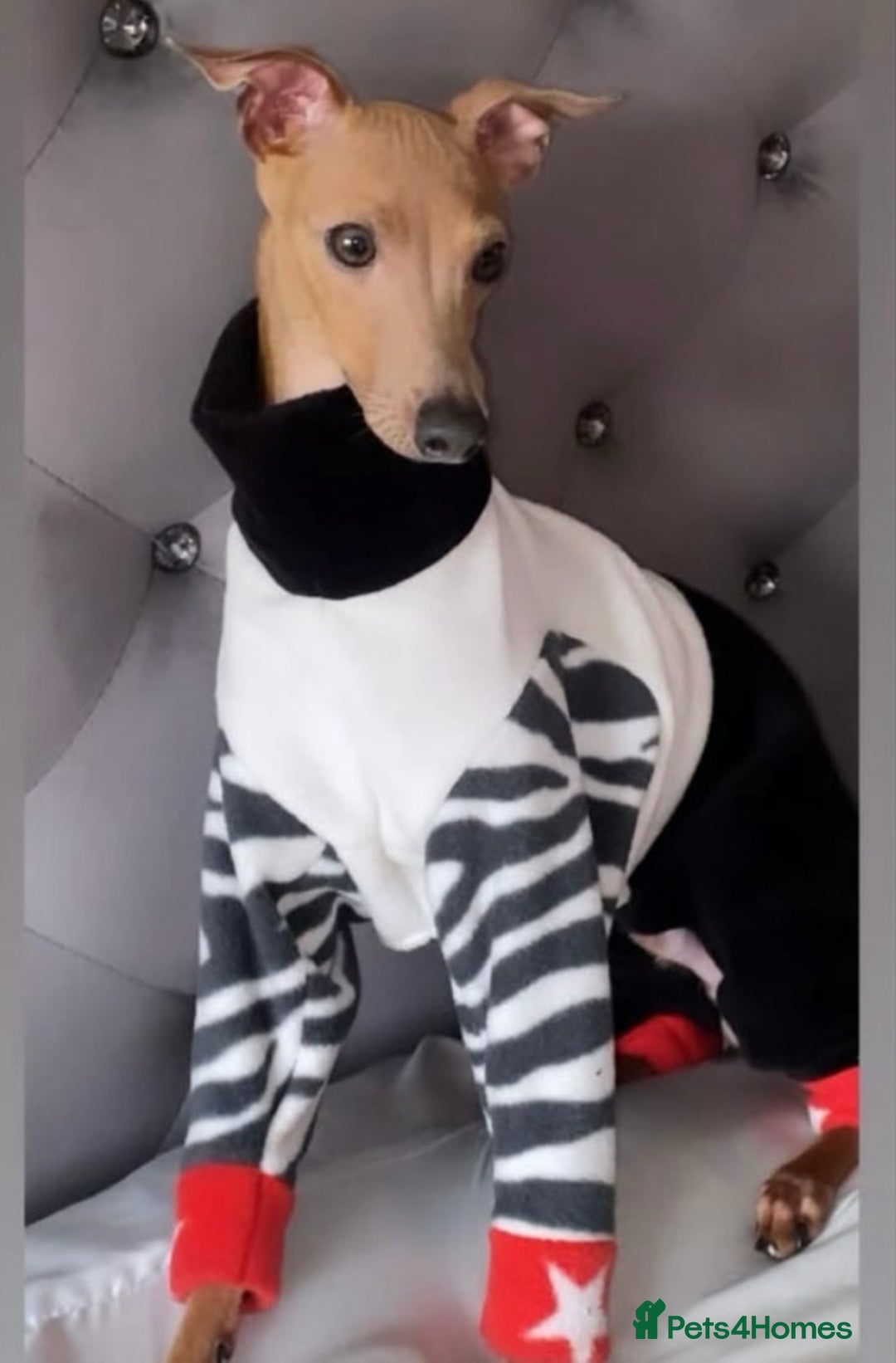 Italian Greyhound dogs for stud: MR MILO AT STUD ( HEALTH TESTED ) in Batley - Advert 5